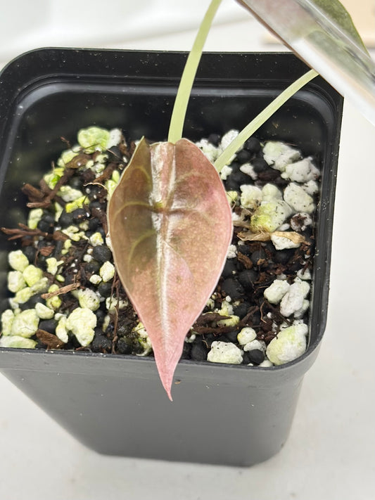 Alocasia Cuprea Variegated - pink/mint