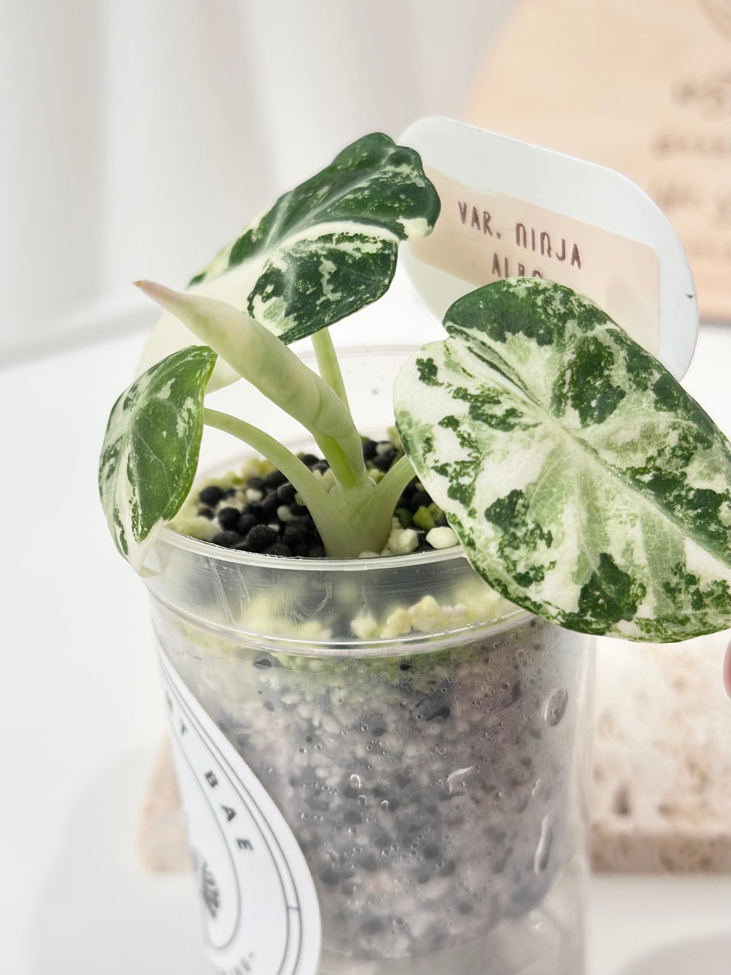 Alocasia Ninja variegated - albo