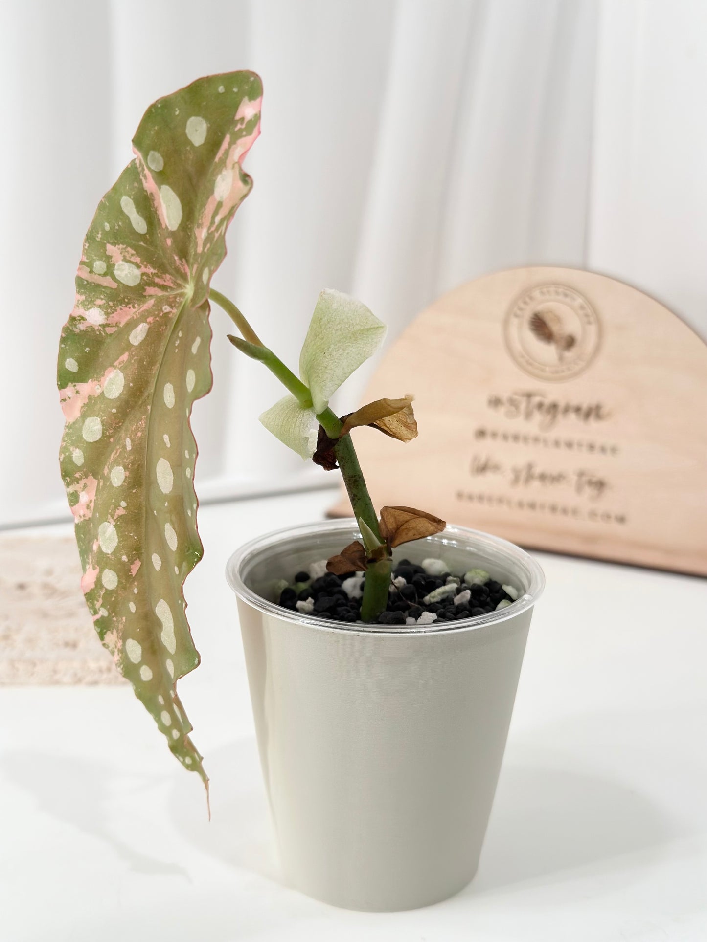 Begonia Maculata variegated - pink