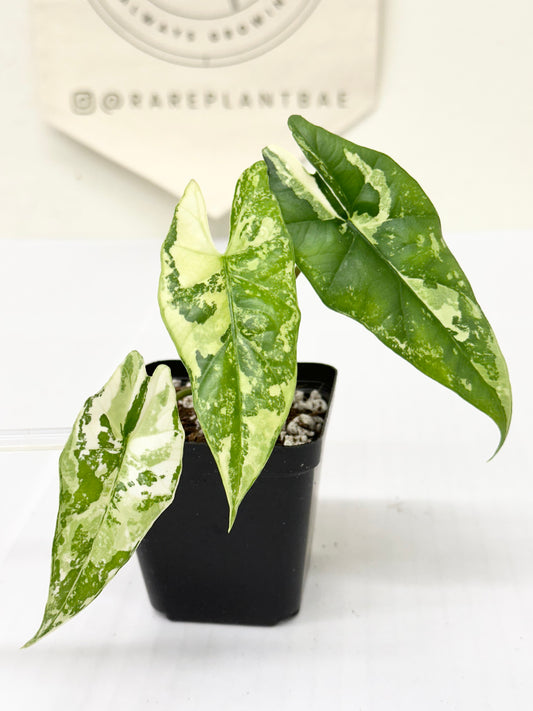 Alocasia Simpo Variegated - albo