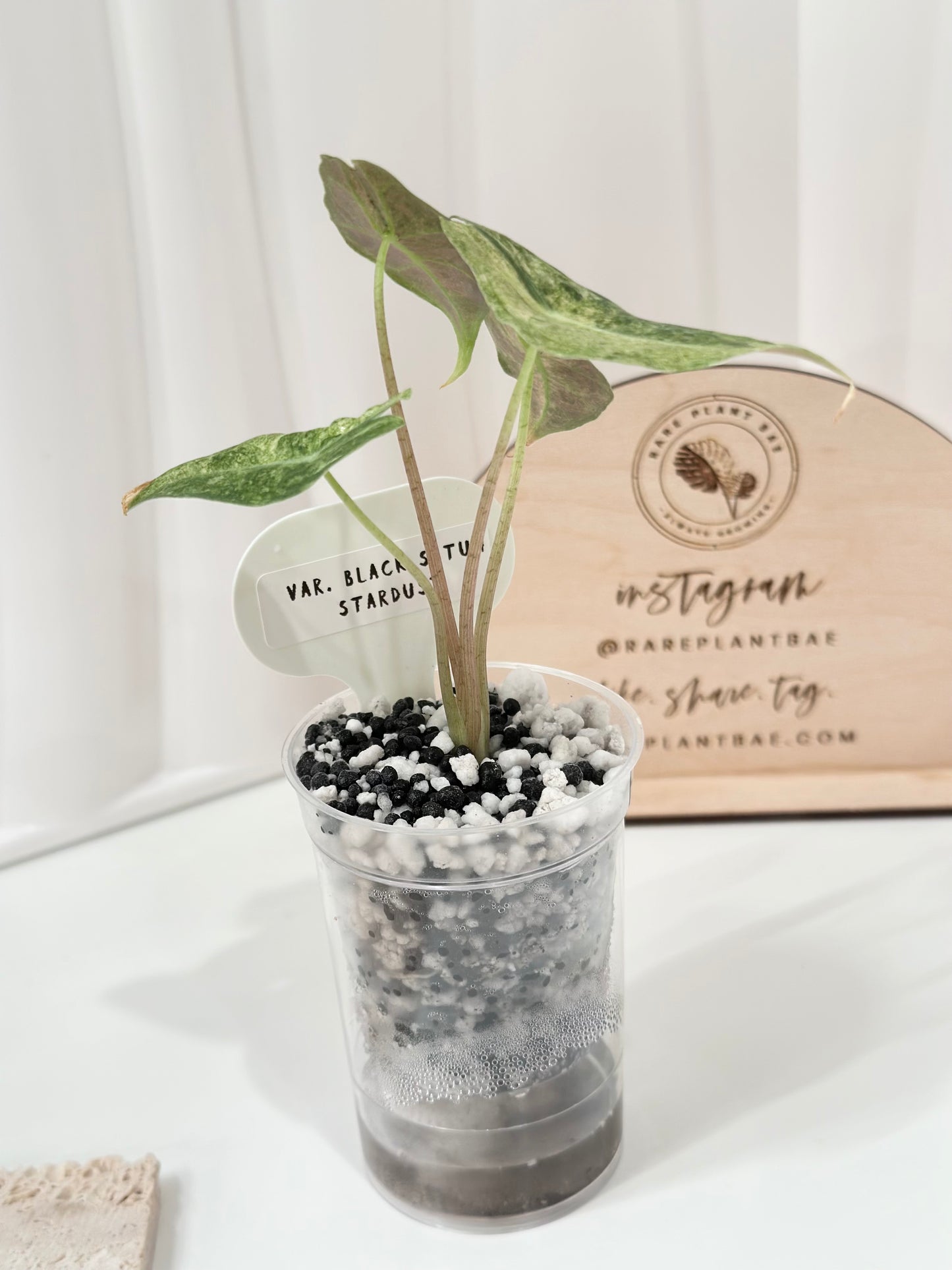 Alocasia Black Satun Variegated - Stardust