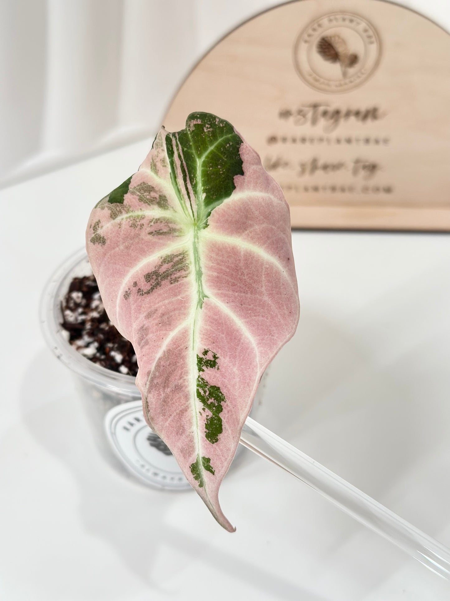 Alocasia Black Velvet Variegated - pink/albo