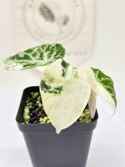 Alocasia Ninja variegated - albo