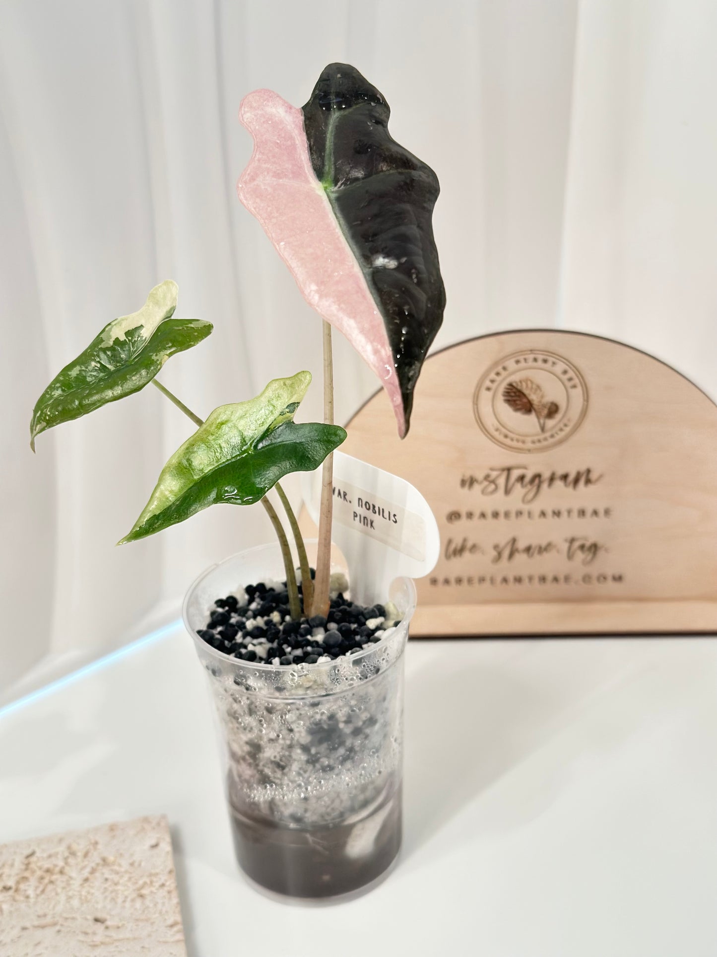 Alocasia Sanderiana "Nobilis K" Variegated - pink