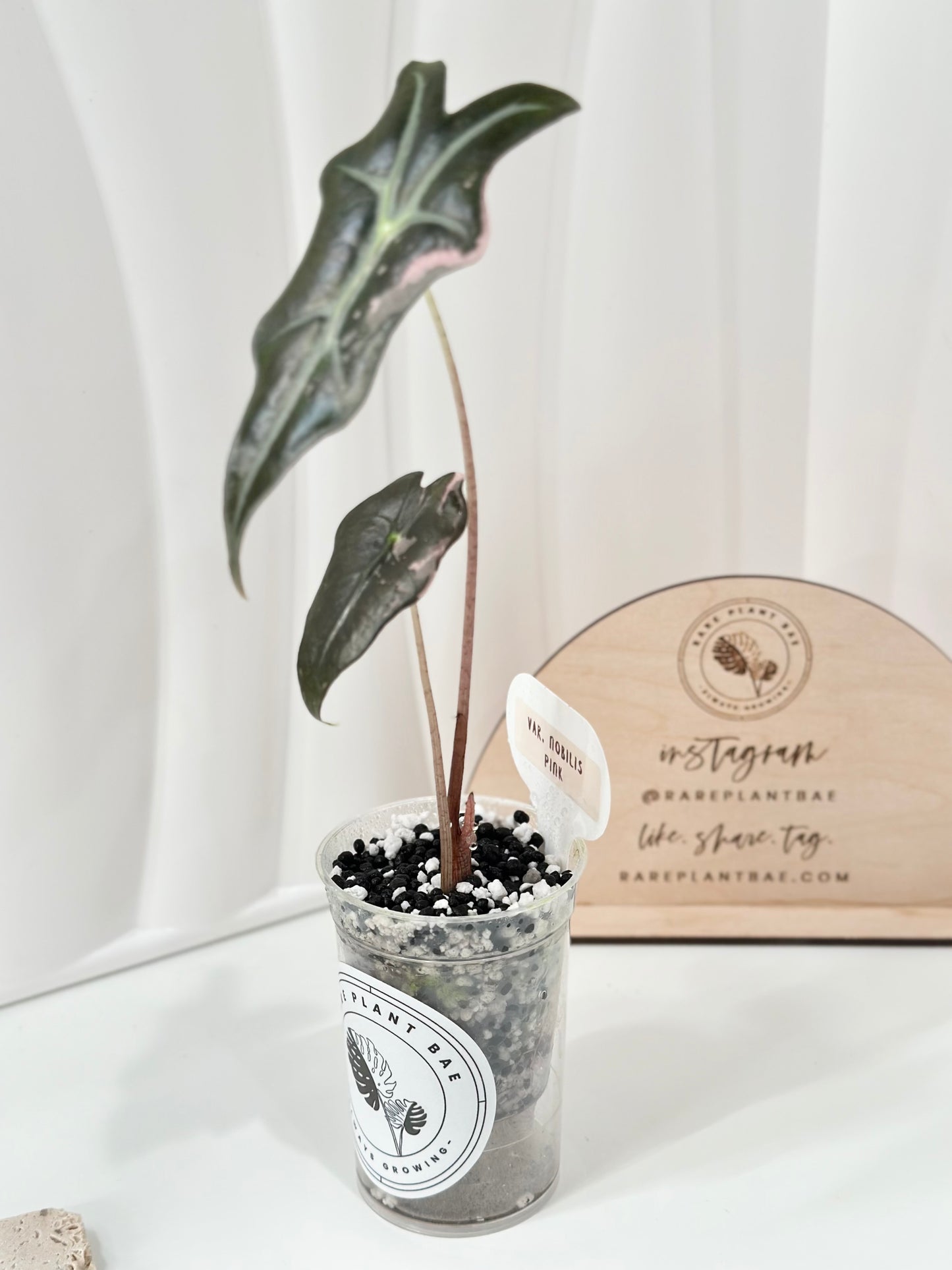 Alocasia Sanderiana "Nobilis K" Variegated - pink