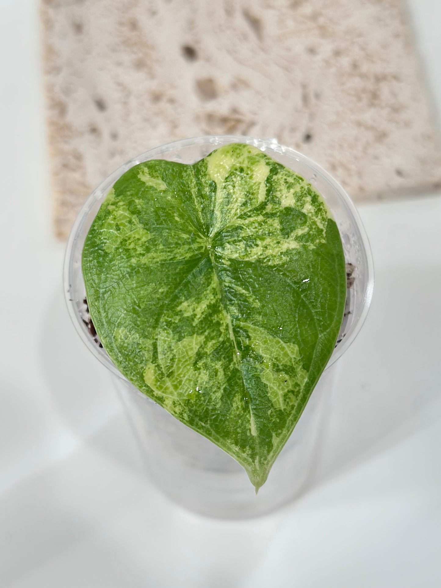 Alocasia Melo variegated - aurea