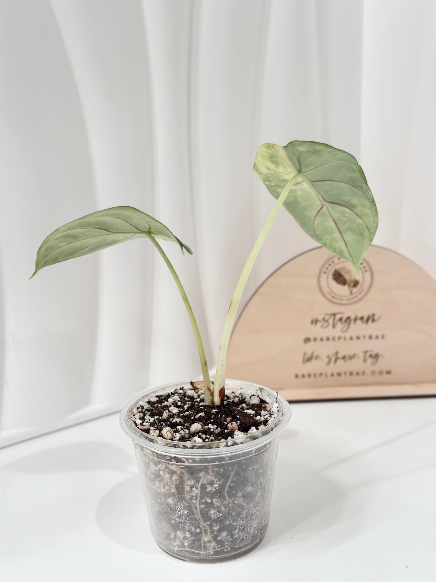 Alocasia Silver Dragon Variegated - aurea