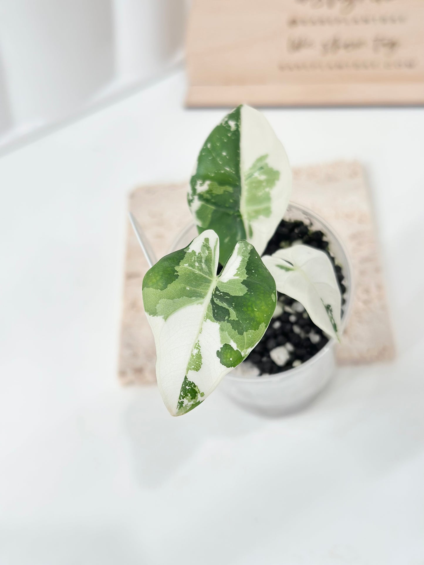 Alocasia Scabriuscula Variegated - albo