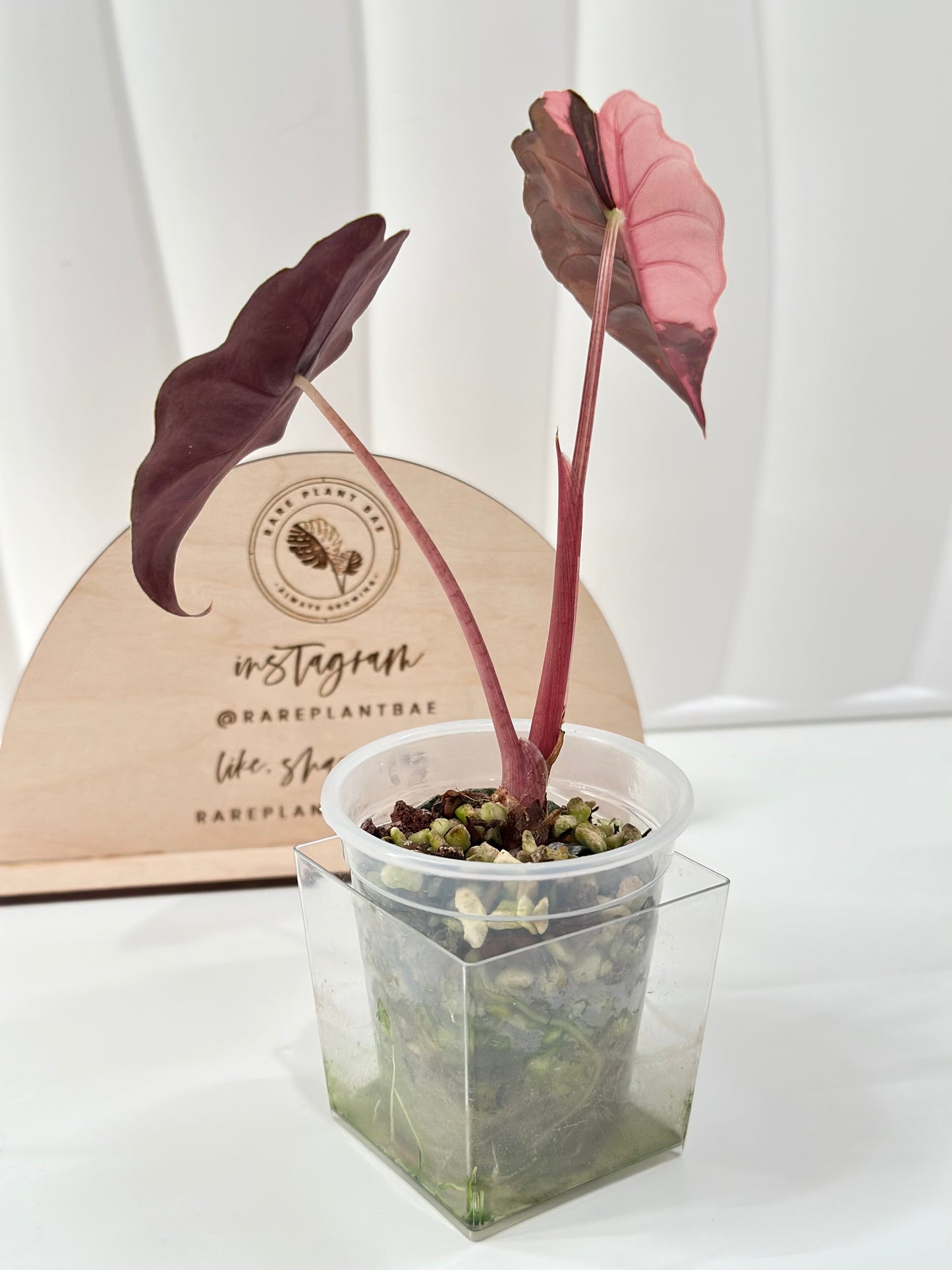 Alocasia Chantrieri Variegated - pink