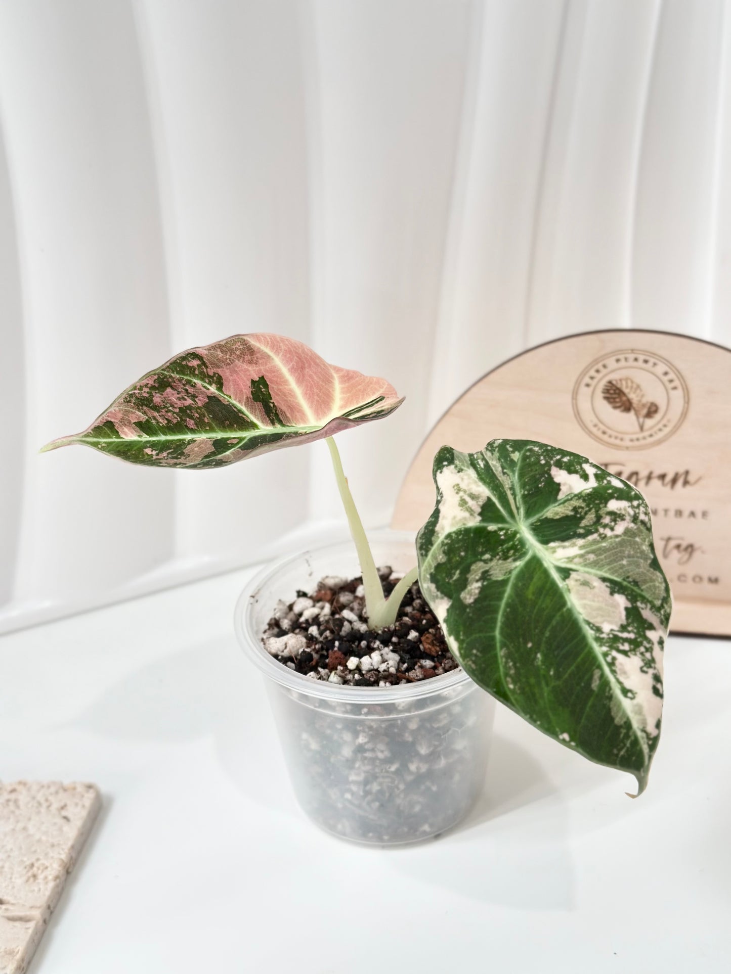Alocasia Black Velvet Variegated - pink/albo