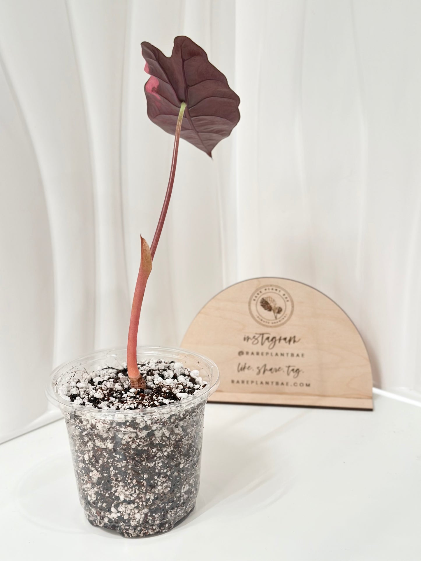 Alocasia Chantrieri Variegated - pink