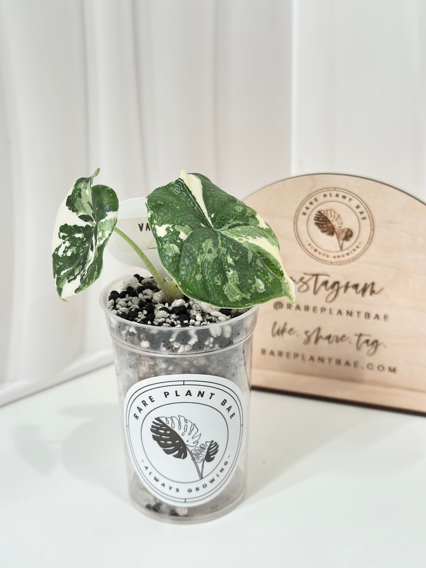 Alocasia Melo variegated - albo