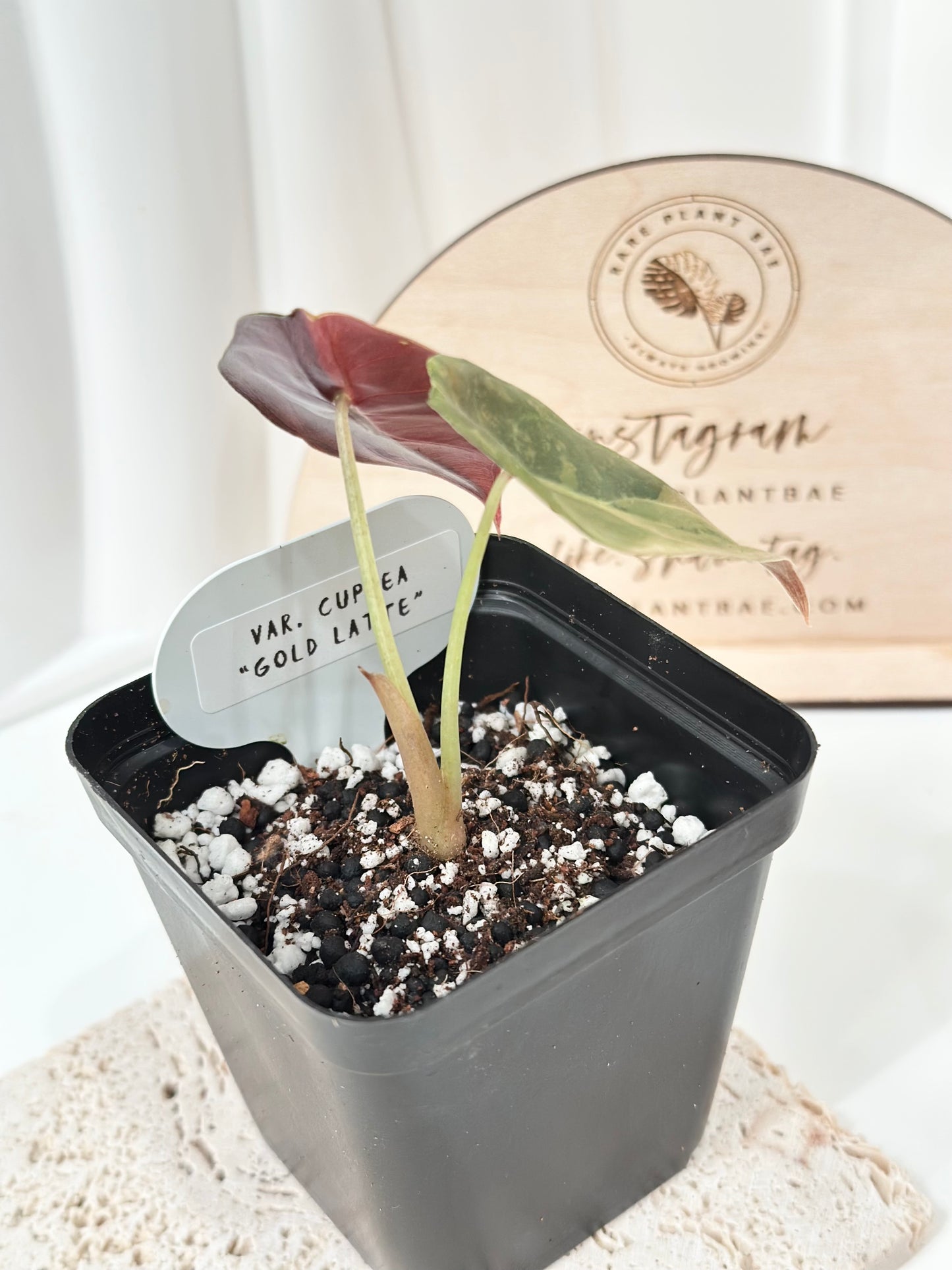 Alocasia Cuprea variegated - "gold latte"/ aurea