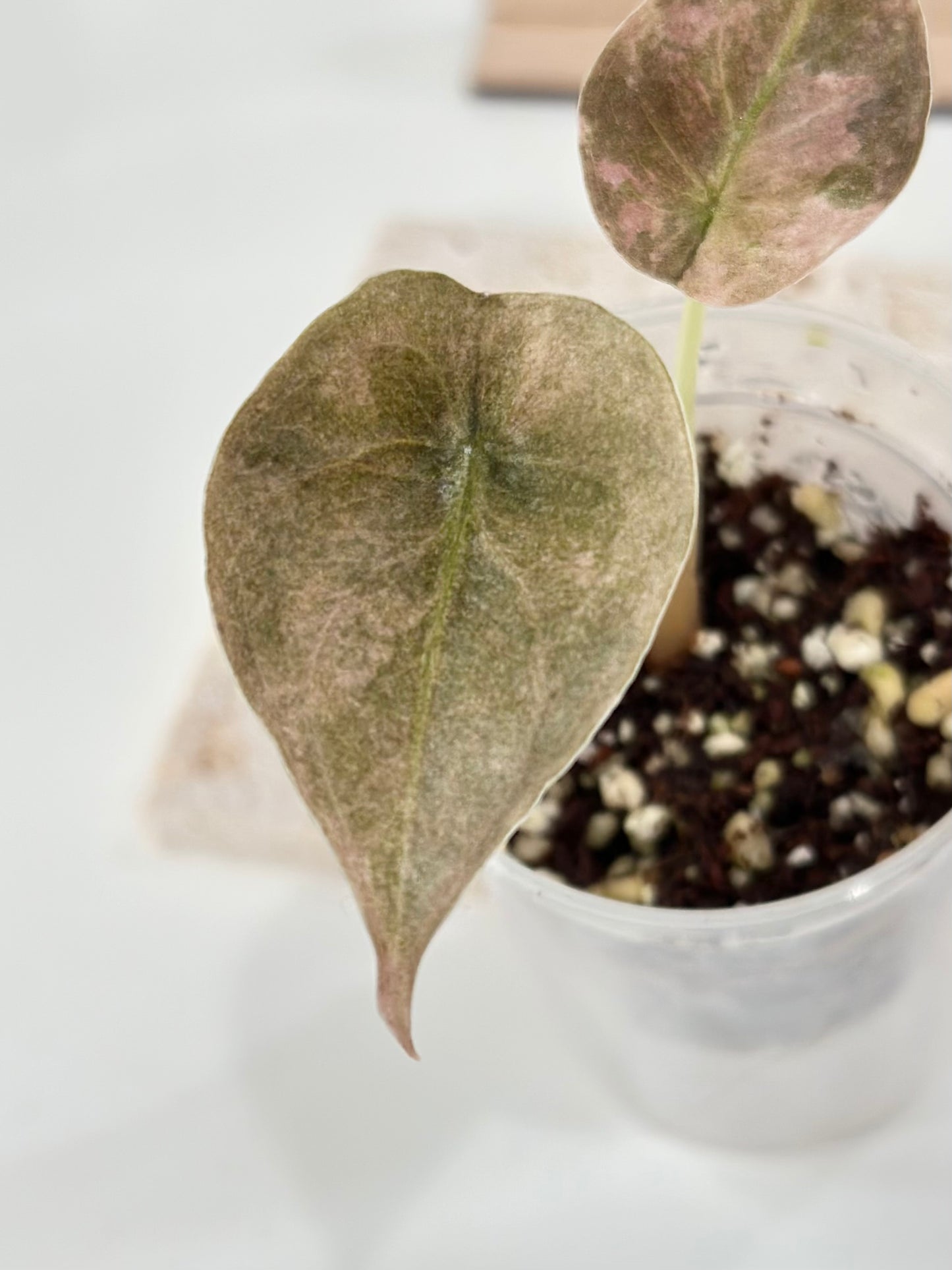 Alocasia Cuprea Variegated - pink/mint