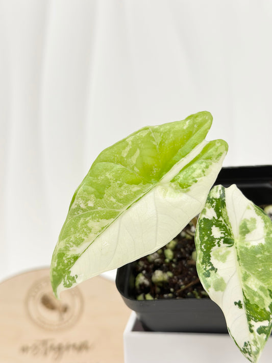 Alocasia Simpo Variegated - albo
