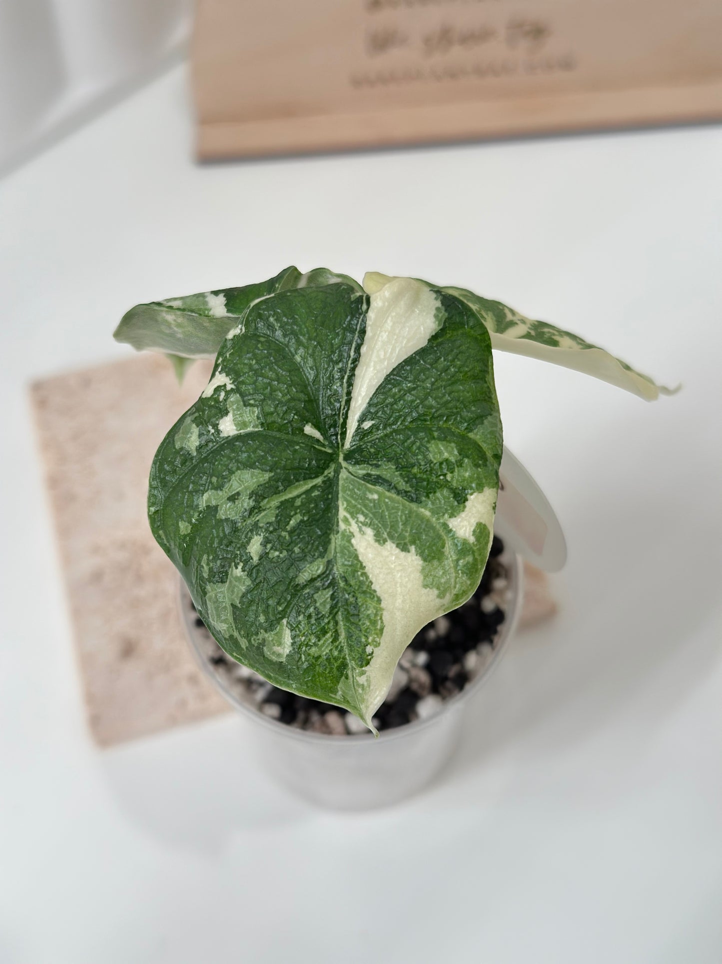 Alocasia Melo variegated - albo