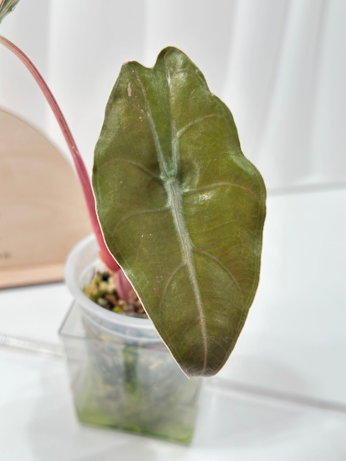 Alocasia Chantrieri Variegated - pink