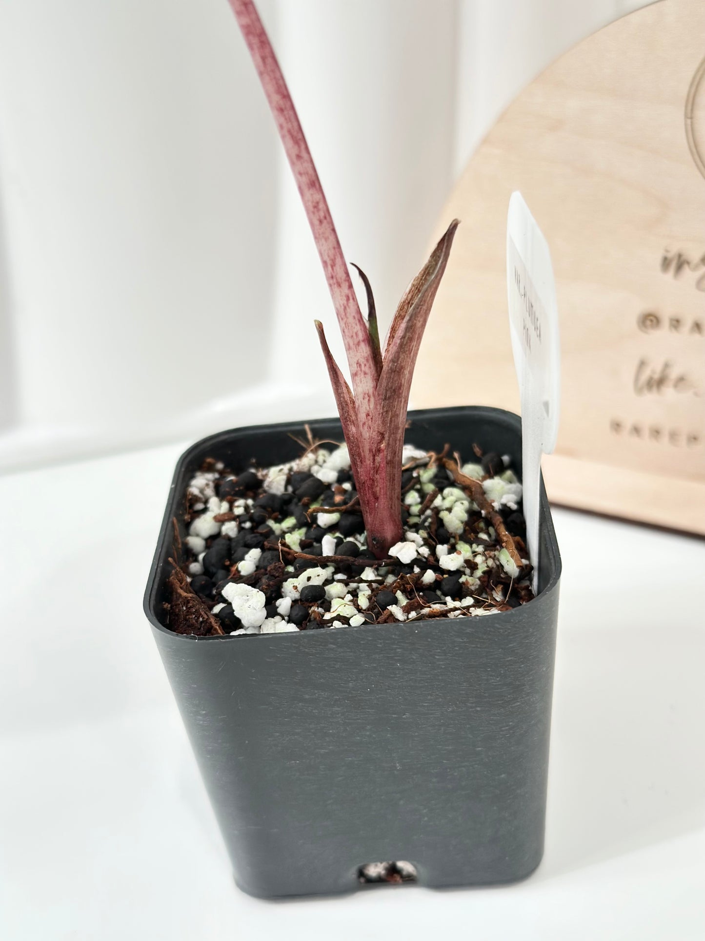 Alocasia Plumbea variegated - pink