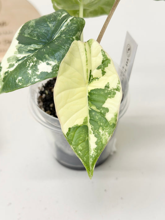 Alocasia Bisma "Platinum" variegated - albo (A2)