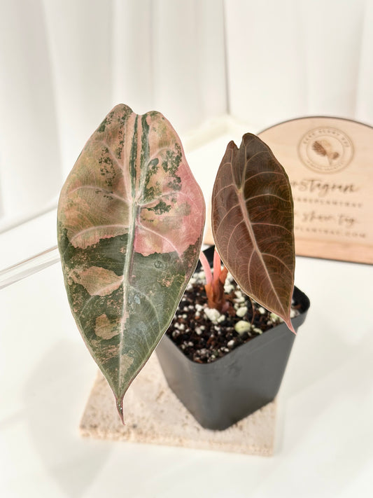 Alocasia Sedenii variegated - aurea