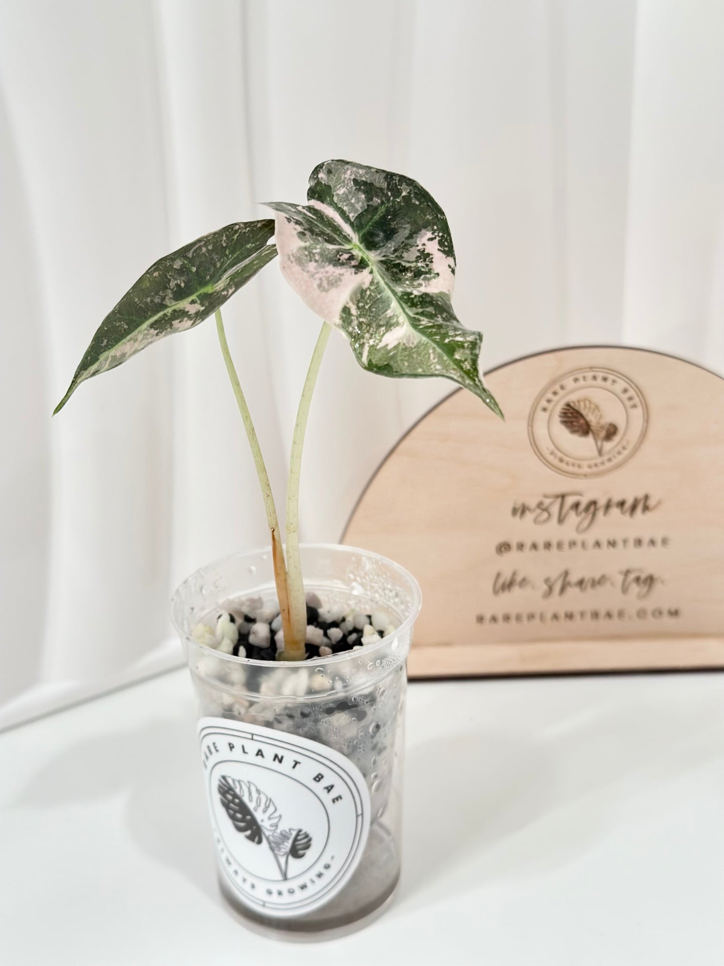 Alocasia Polly variegated - Pink