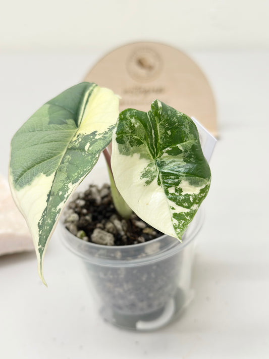 Alocasia Bisma "Platinum" variegated - albo (A1)