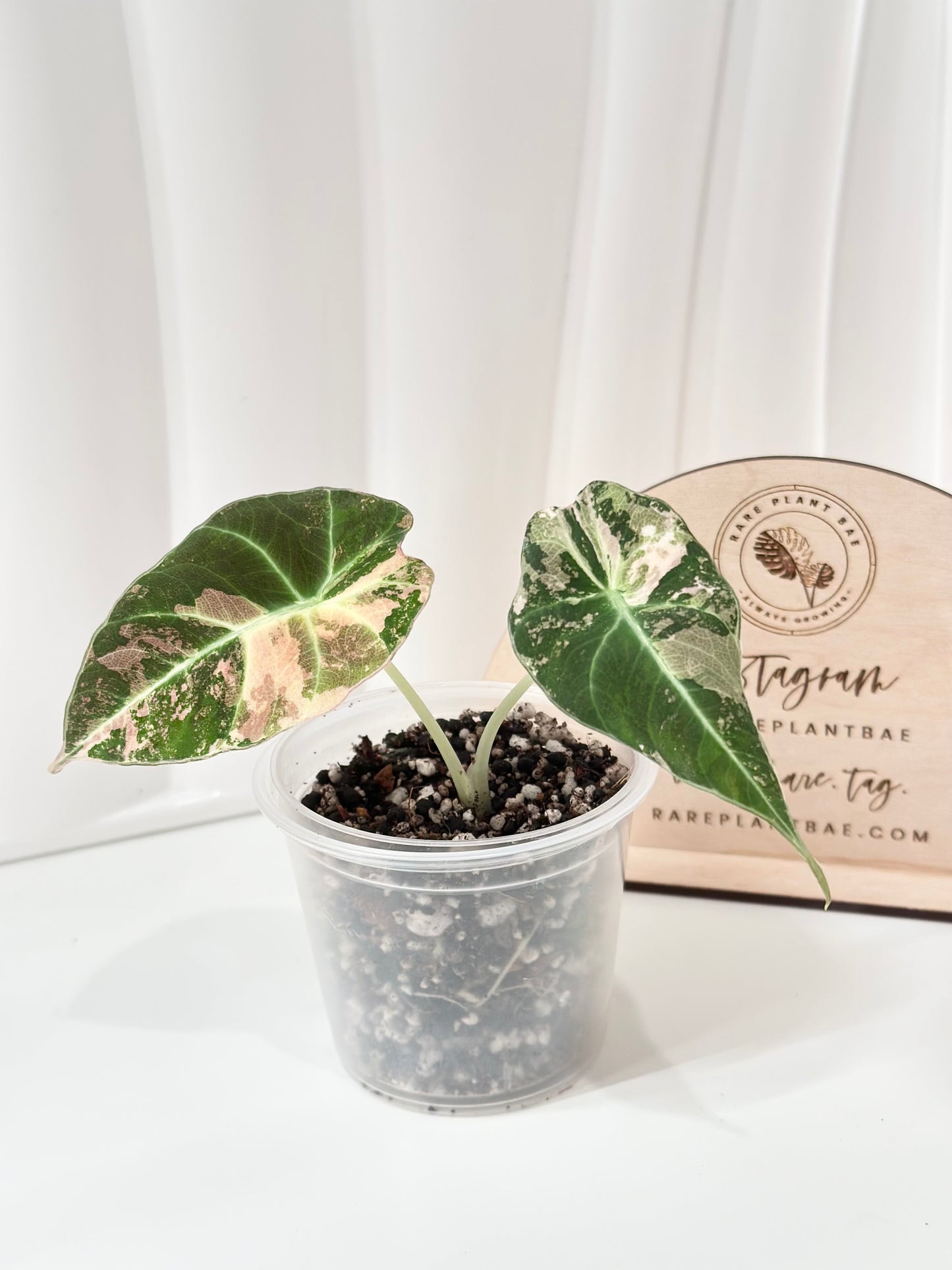 Alocasia Black Velvet Variegated - pink/albo