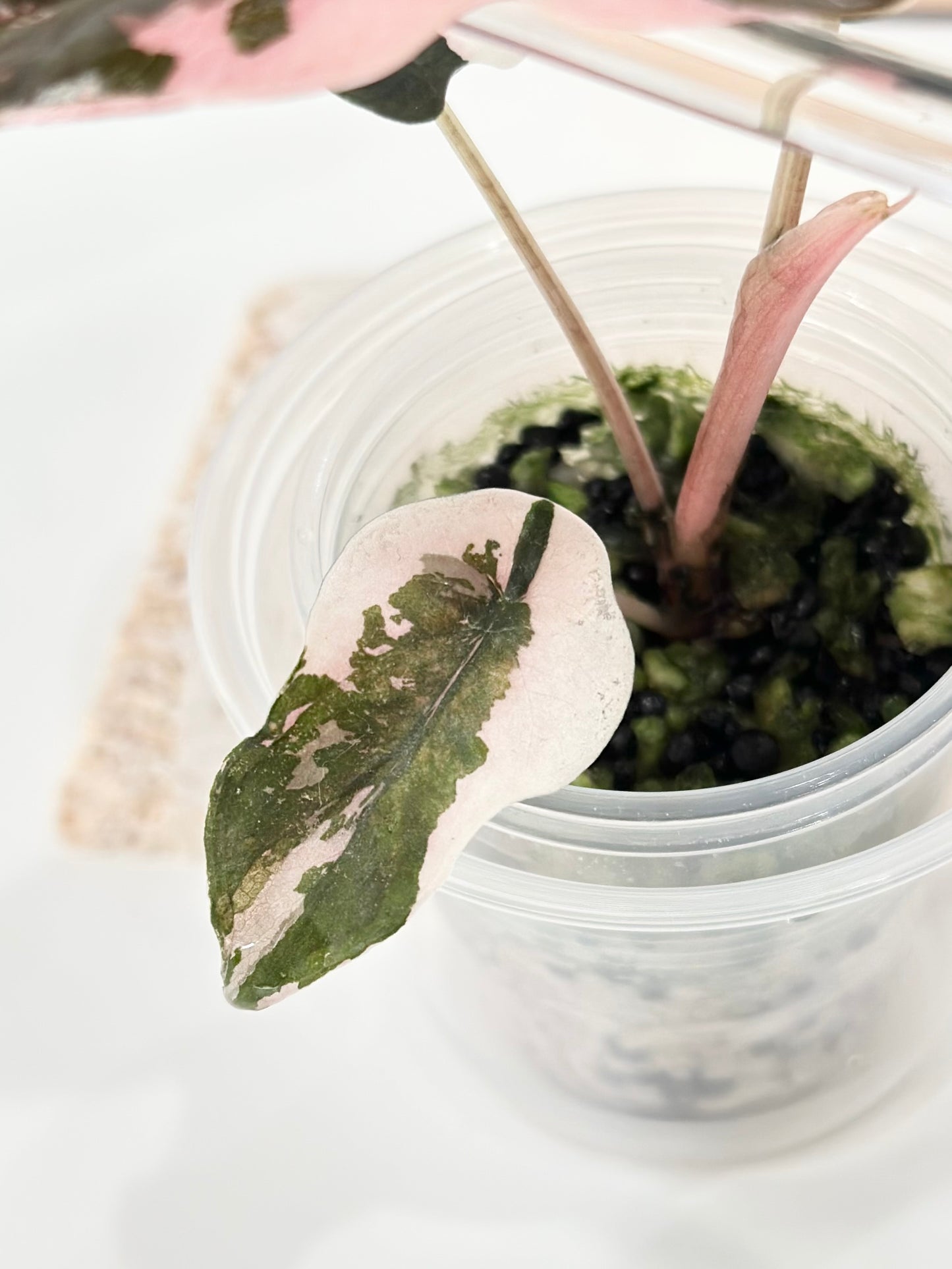 Alocasia Chantrieri Variegated - pink