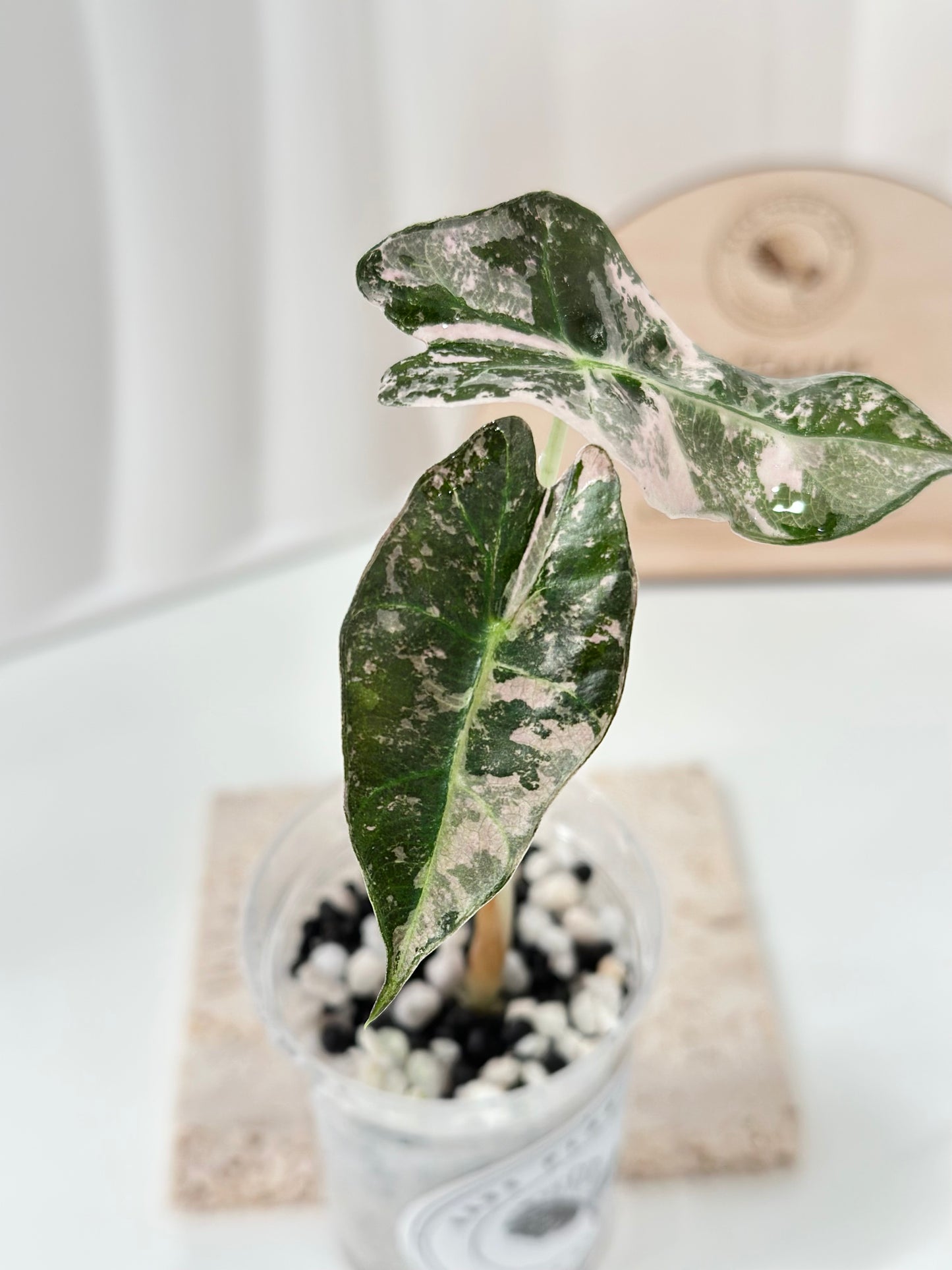 Alocasia Polly variegated - Pink