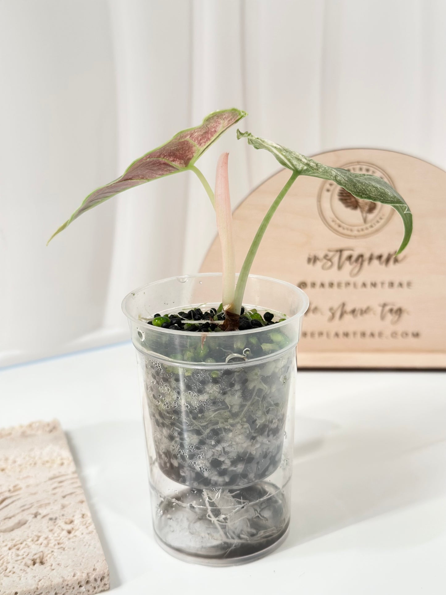 Alocasia Azlanii variegated - albo/pink