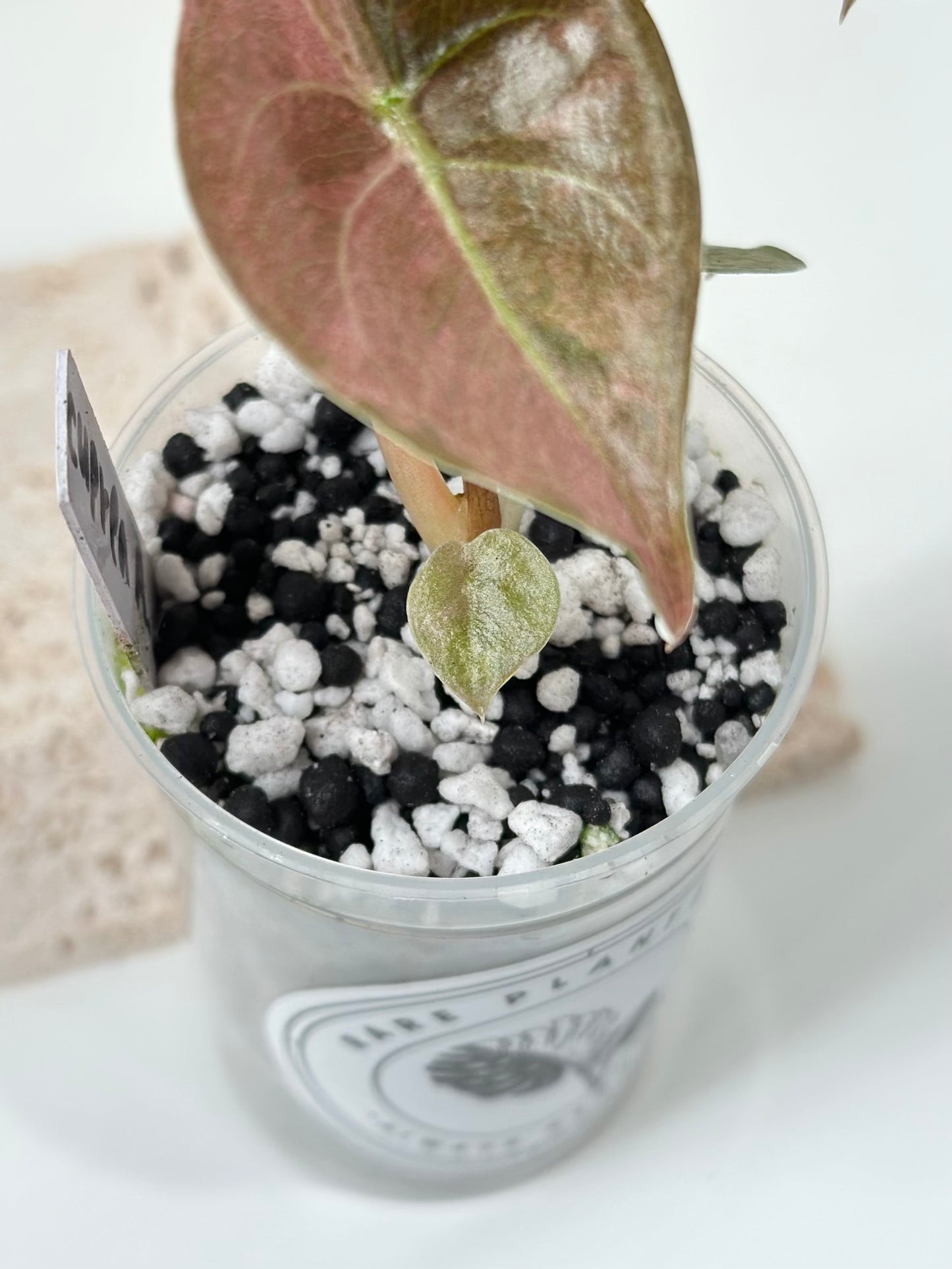 Alocasia Cuprea Variegated - pink/mint