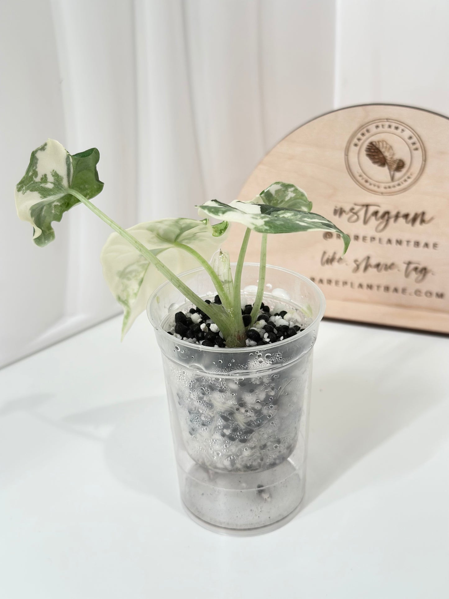 Alocasia Melo variegated - albo