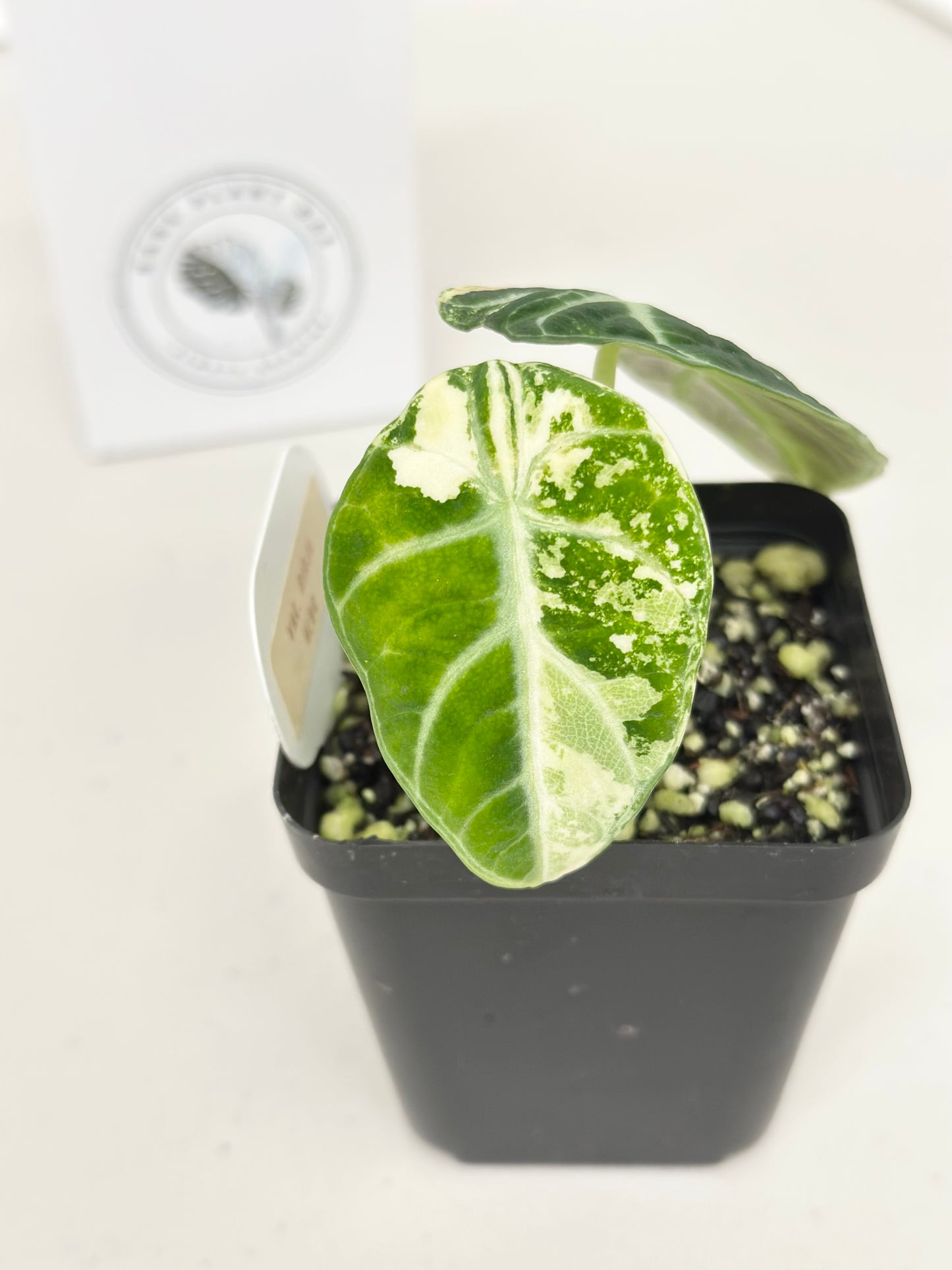 Alocasia Ninja variegated - albo