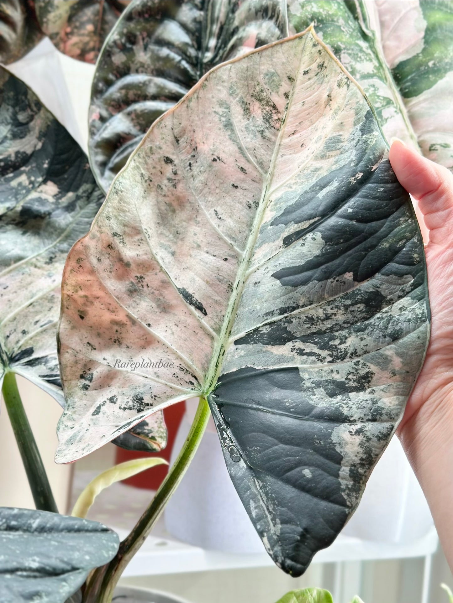 Alocasia Reginae Variegated - pink/albo *corm grown*