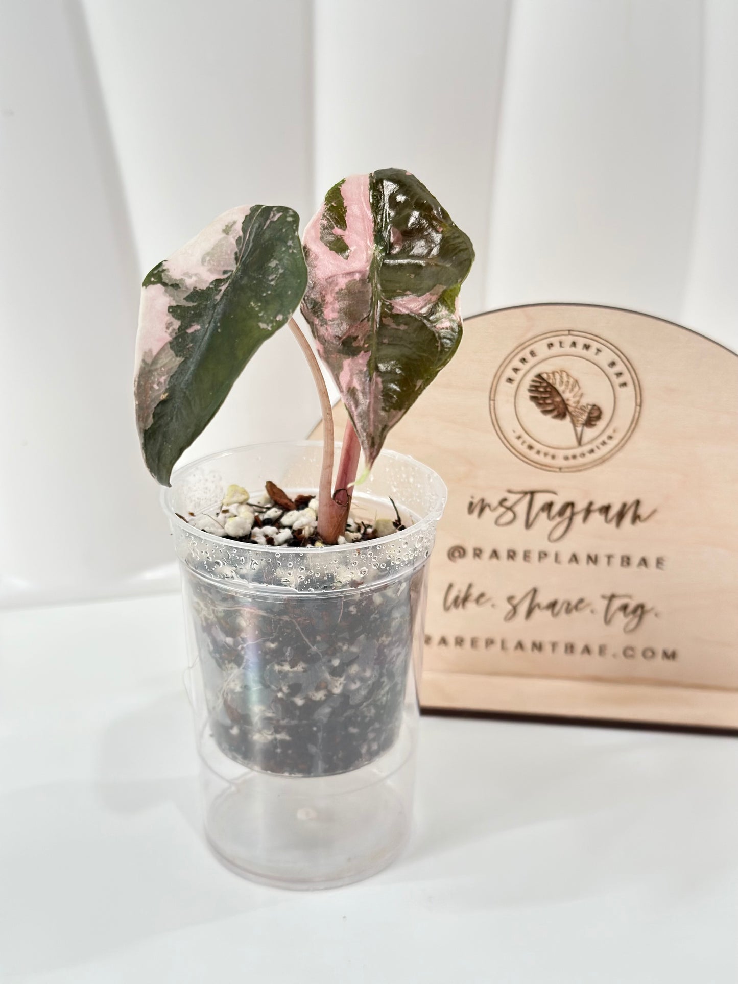 Alocasia Chantrieri Variegated - pink (high var)
