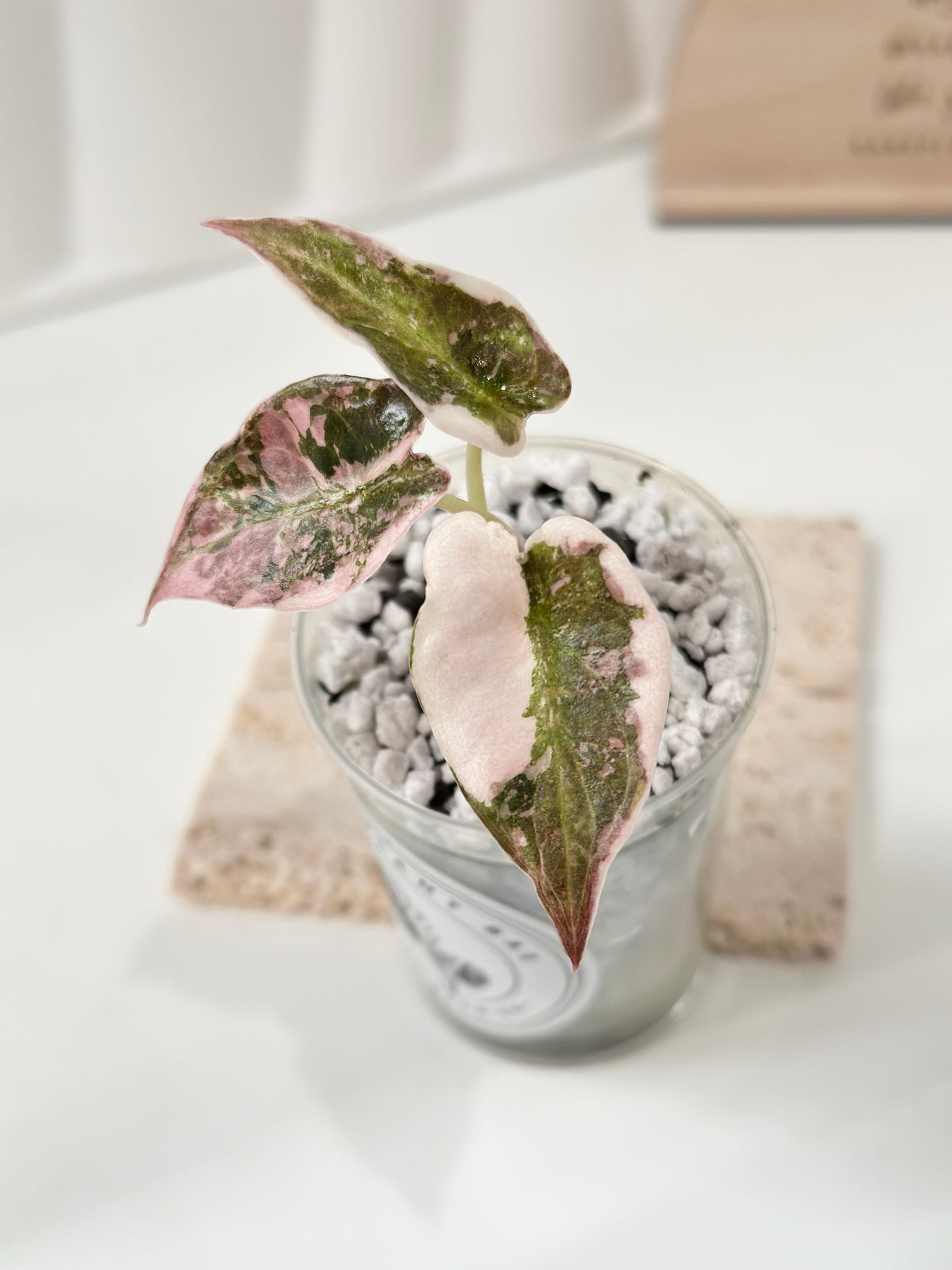 Alocasia Cuprea Variegated - pink marble