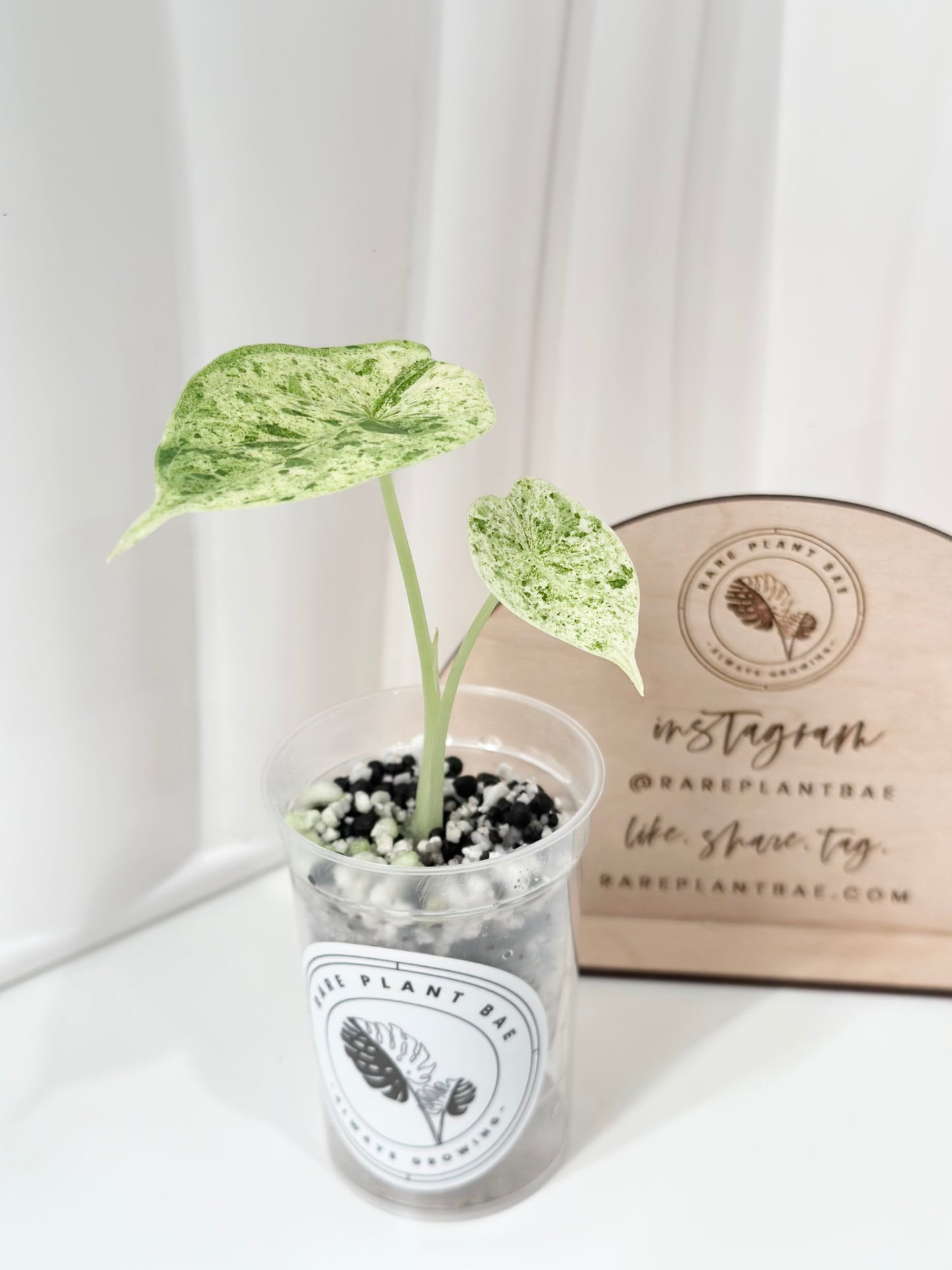 Alocasia Dragon Scale Variegated (Mint)