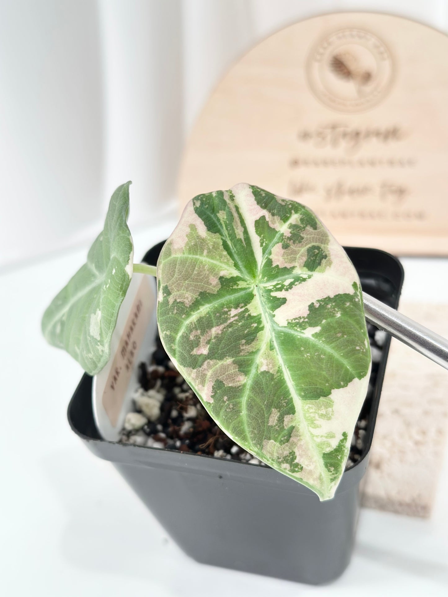 Alocasia Maharani variegated - albo