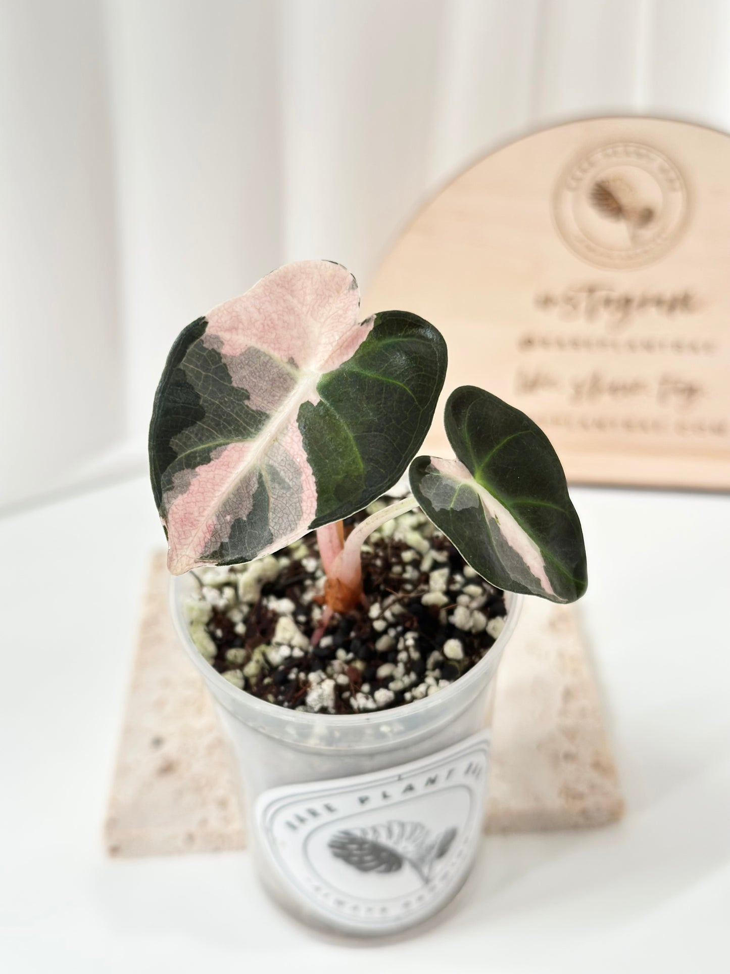 Alocasia Heart Balloon Variegated - pink