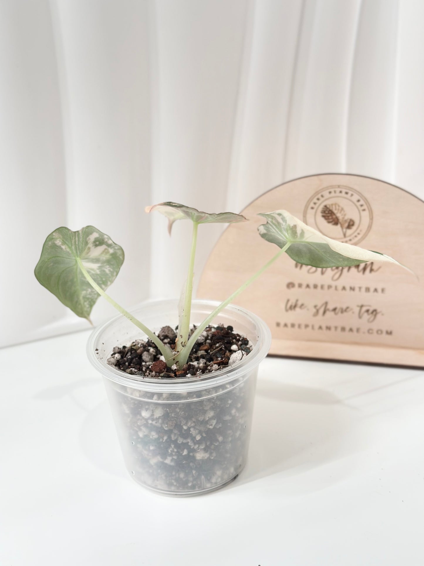 Alocasia Black Velvet Variegated - pink/albo