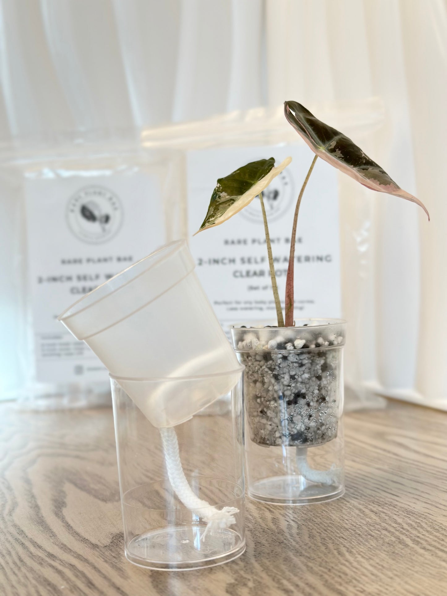 2-inch Self-watering Clear Pot (Set of 10) (pre-order)