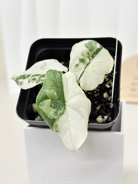 Alocasia Melo variegated - albo