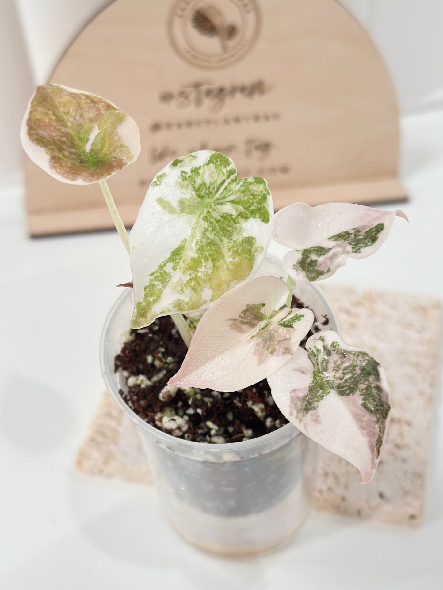 Alocasia Cuprea Variegated - pink marble (with additional offshoot)