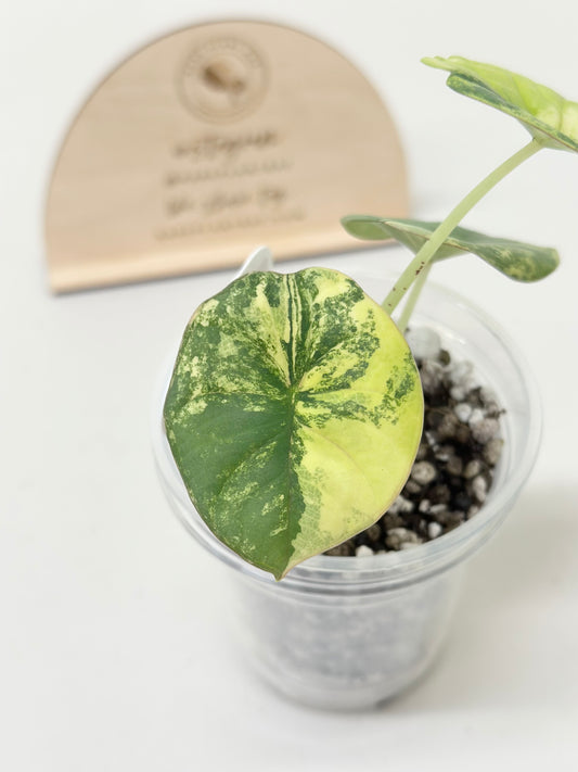 Alocasia Nebula Variegated - aurea
