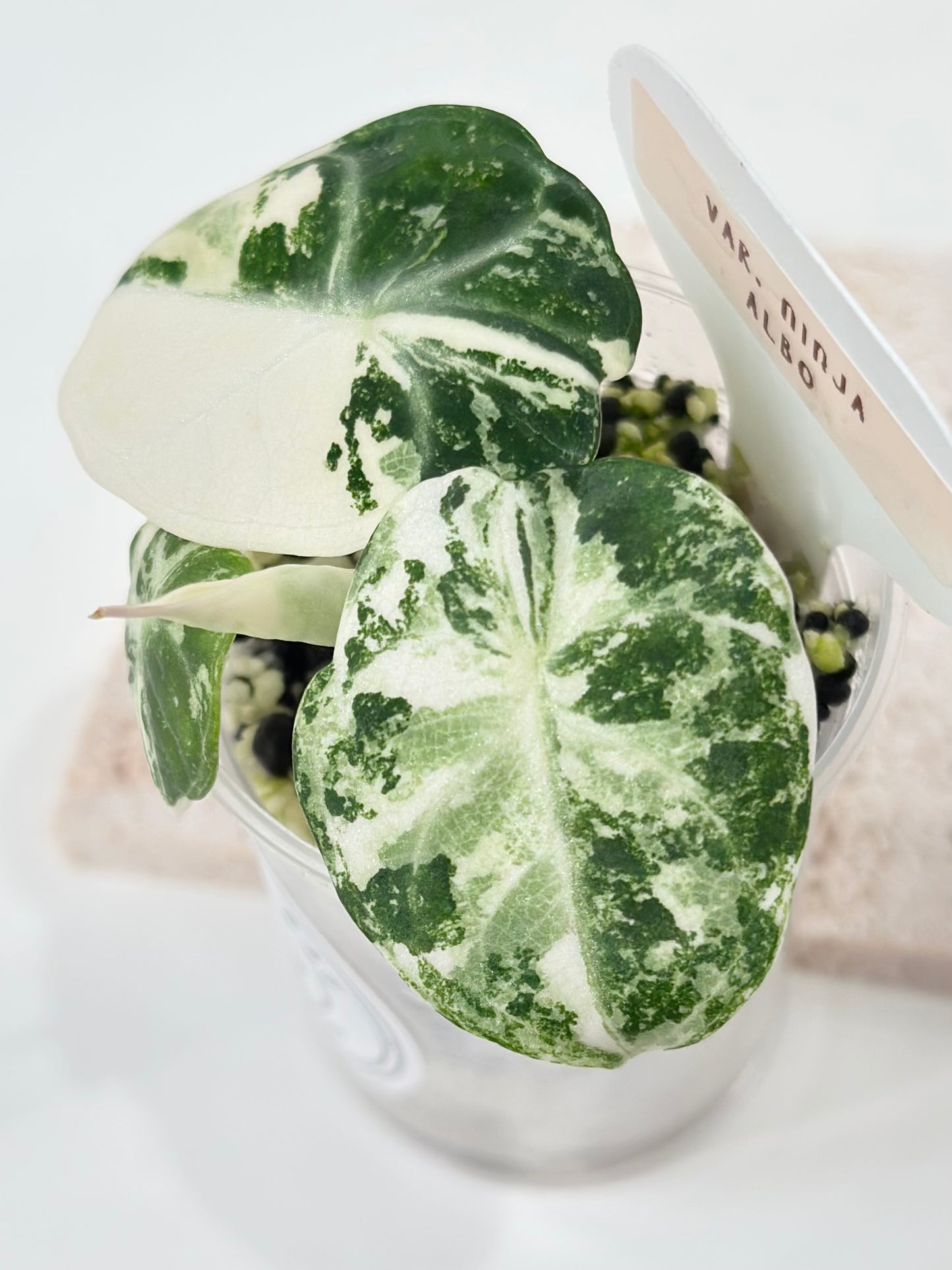 Alocasia Ninja variegated - albo