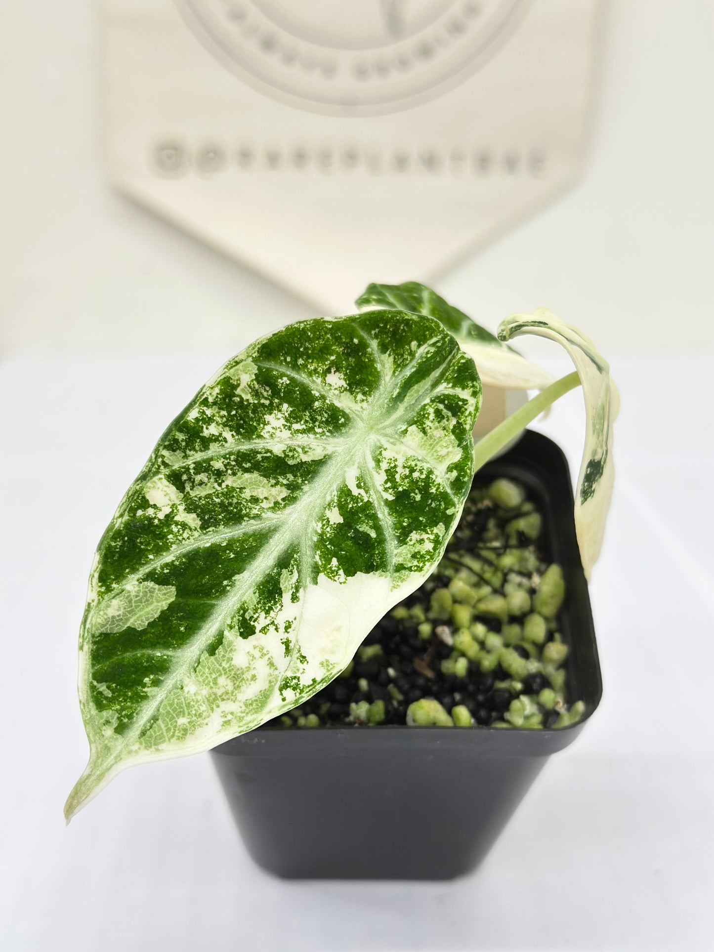 Alocasia Ninja variegated - albo