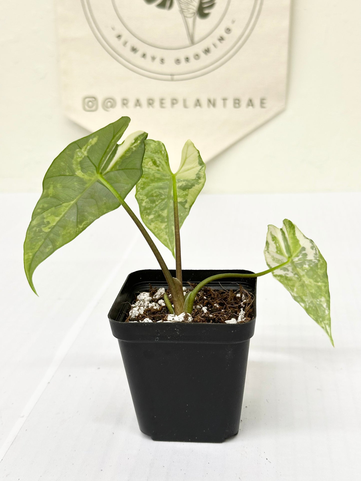 Alocasia Simpo Variegated - albo