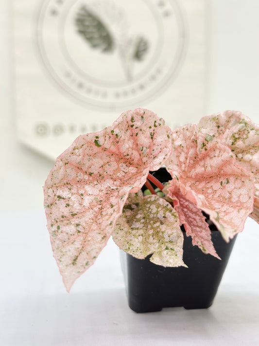 Begonia "Snow Capped" variegated