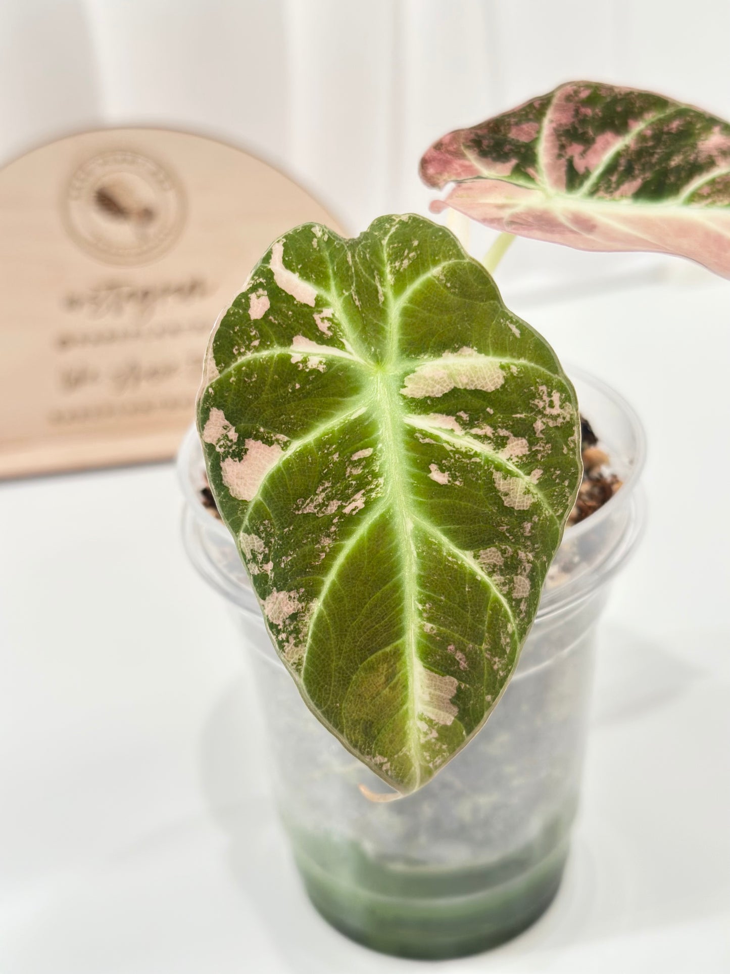 Alocasia Black Velvet Variegated - pink/albo (corming)