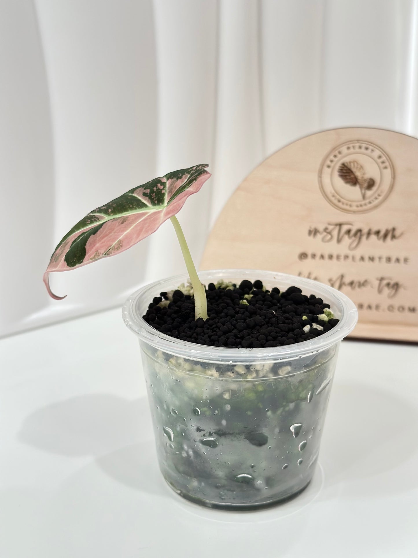 Alocasia Black Velvet Variegated - pink/albo